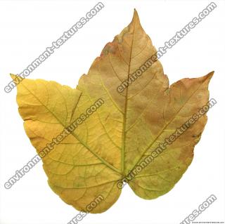 Leaves 0040